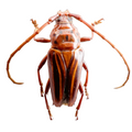 Oxymerus aculeatus