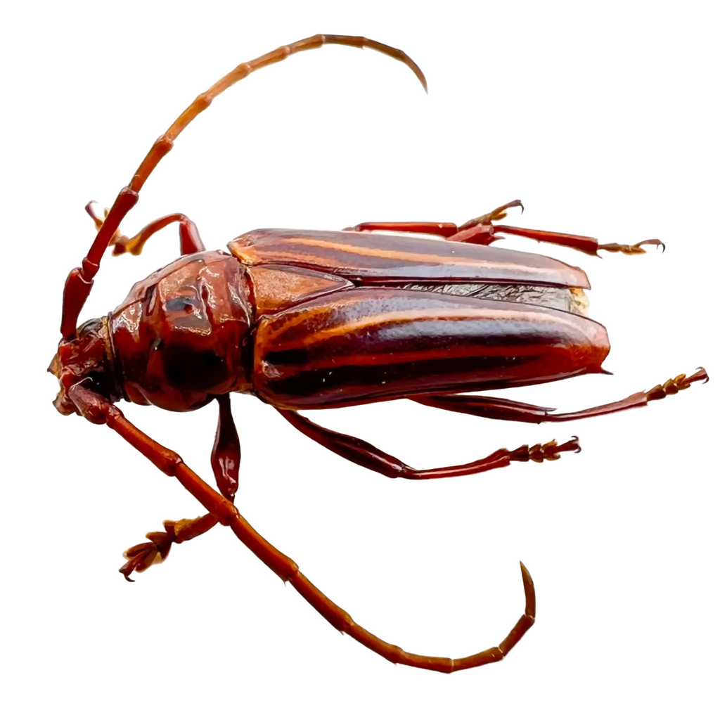 Oxymerus aculeatus