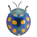Cassidinae sp? ÓBIDOS