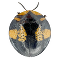 Cassidinae sp?