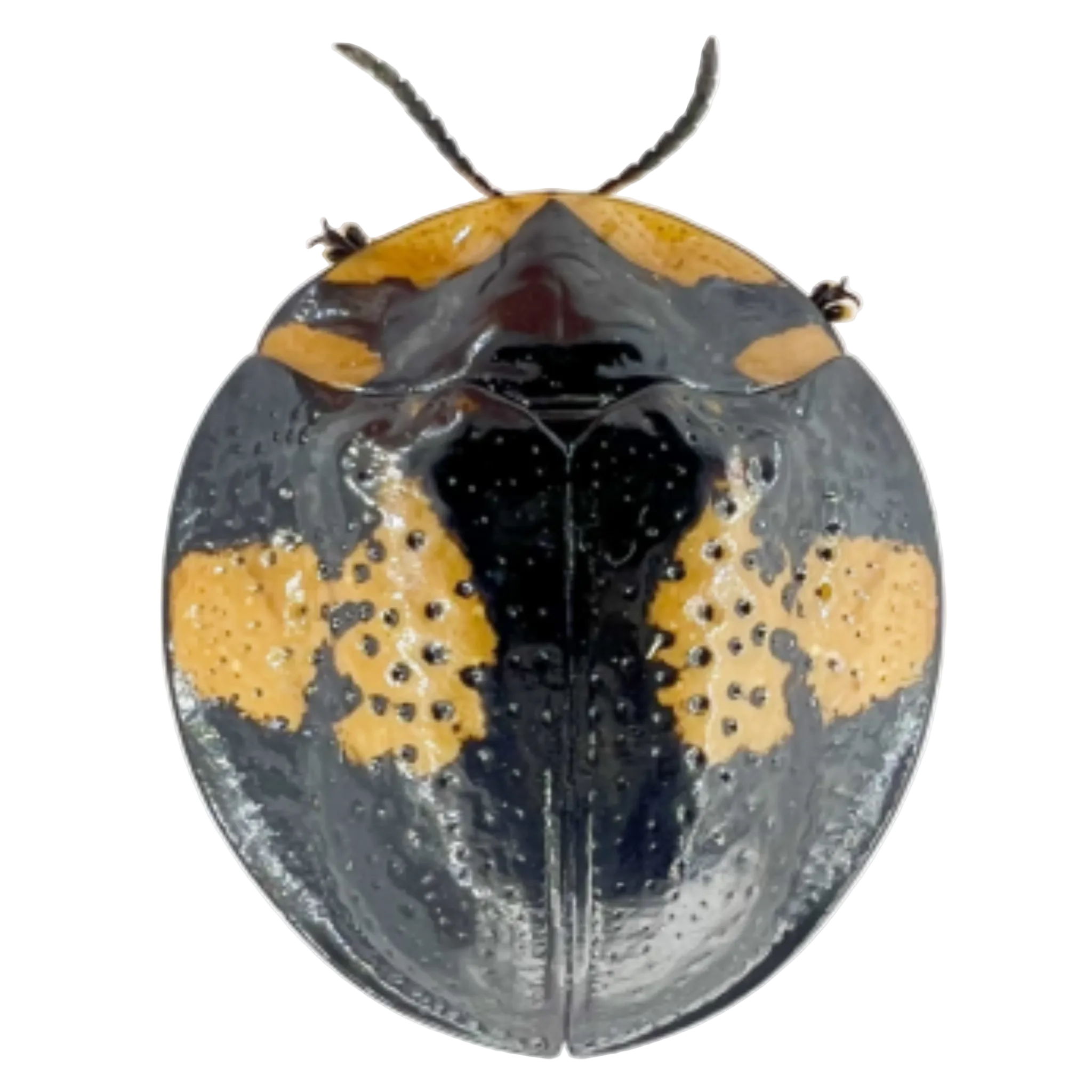 Cassidinae sp?