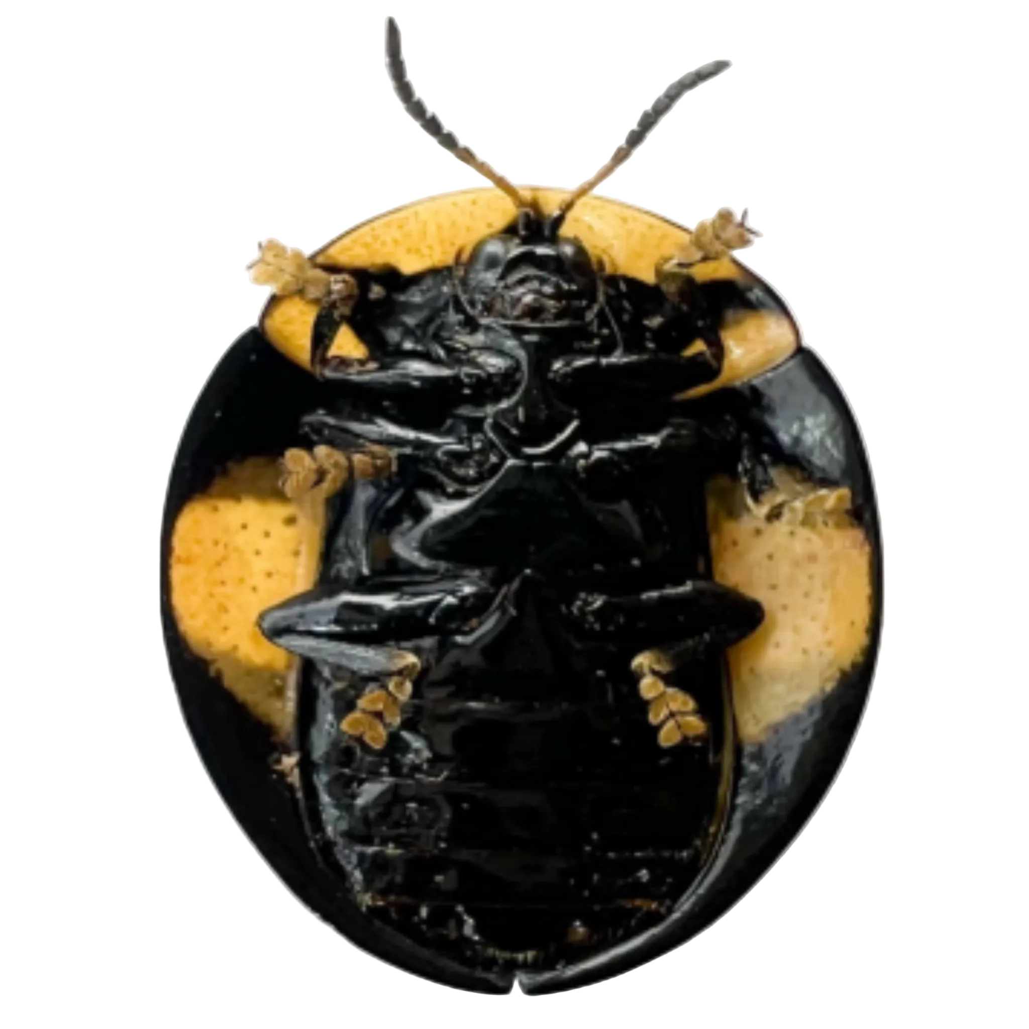 Cassidinae sp?