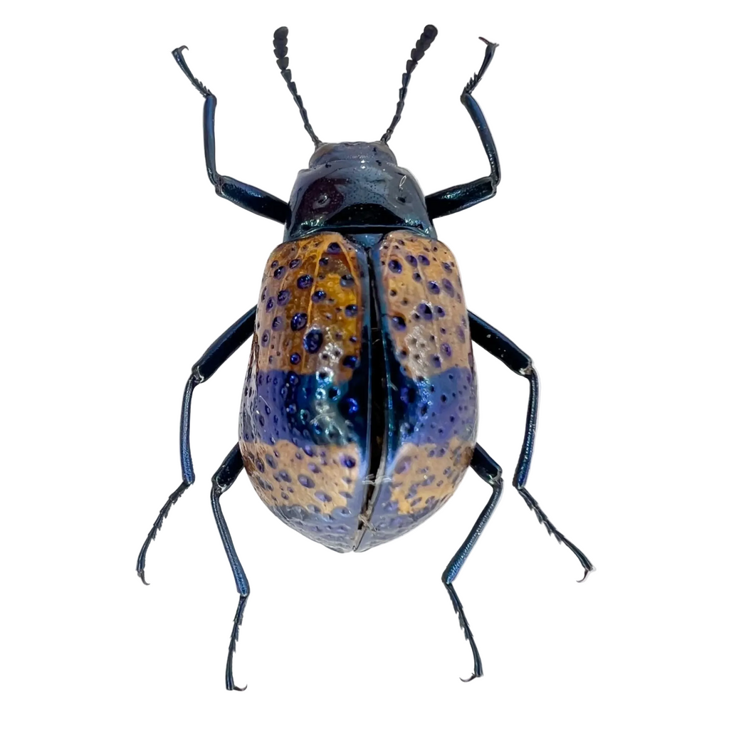Tenebrionidae/Cuphotes sp?? ÓBIDOS