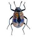Tenebrionidae/Cuphotes sp?? ÓBIDOS