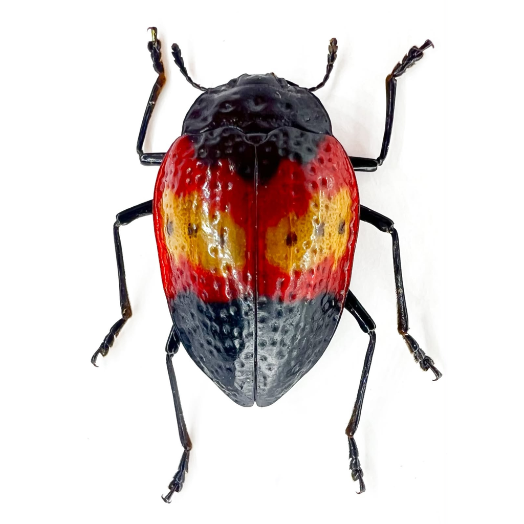 Erotylus pretiosus/ÓBIDOS