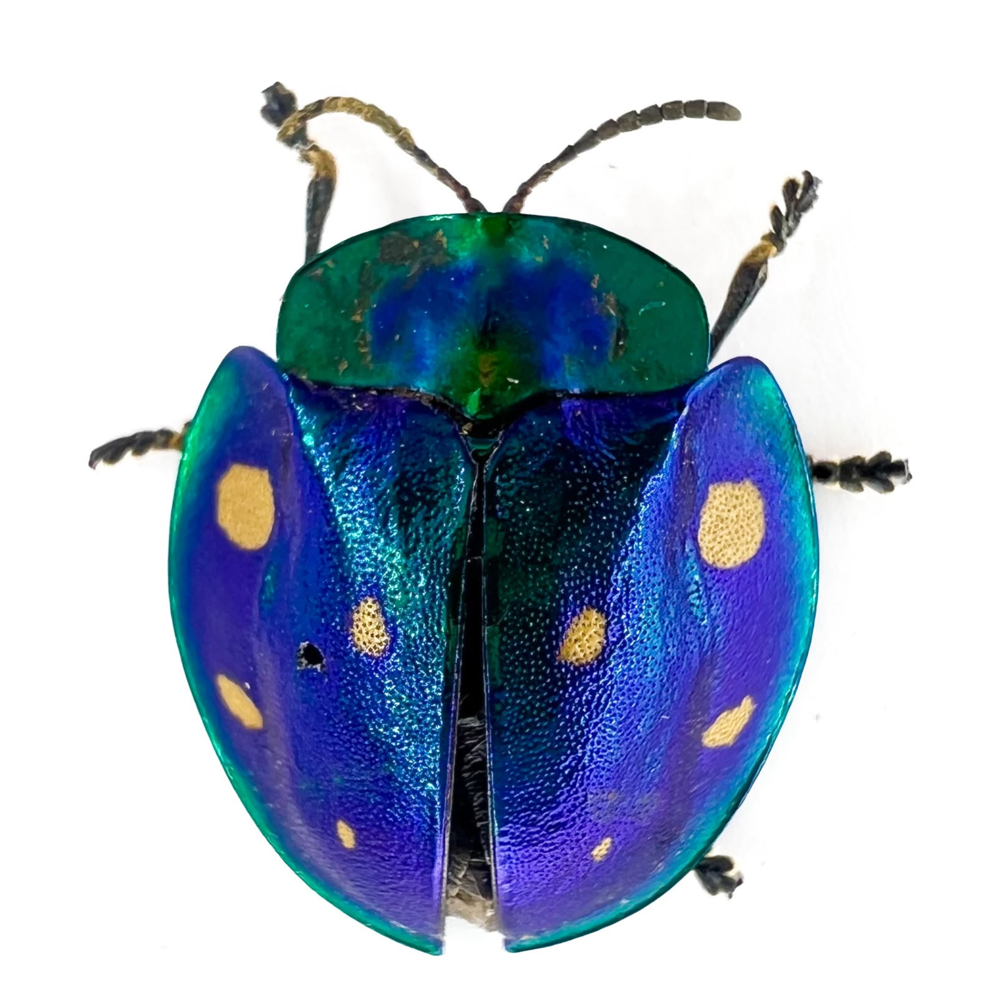 Cassidinae sp? ÓBIDOS