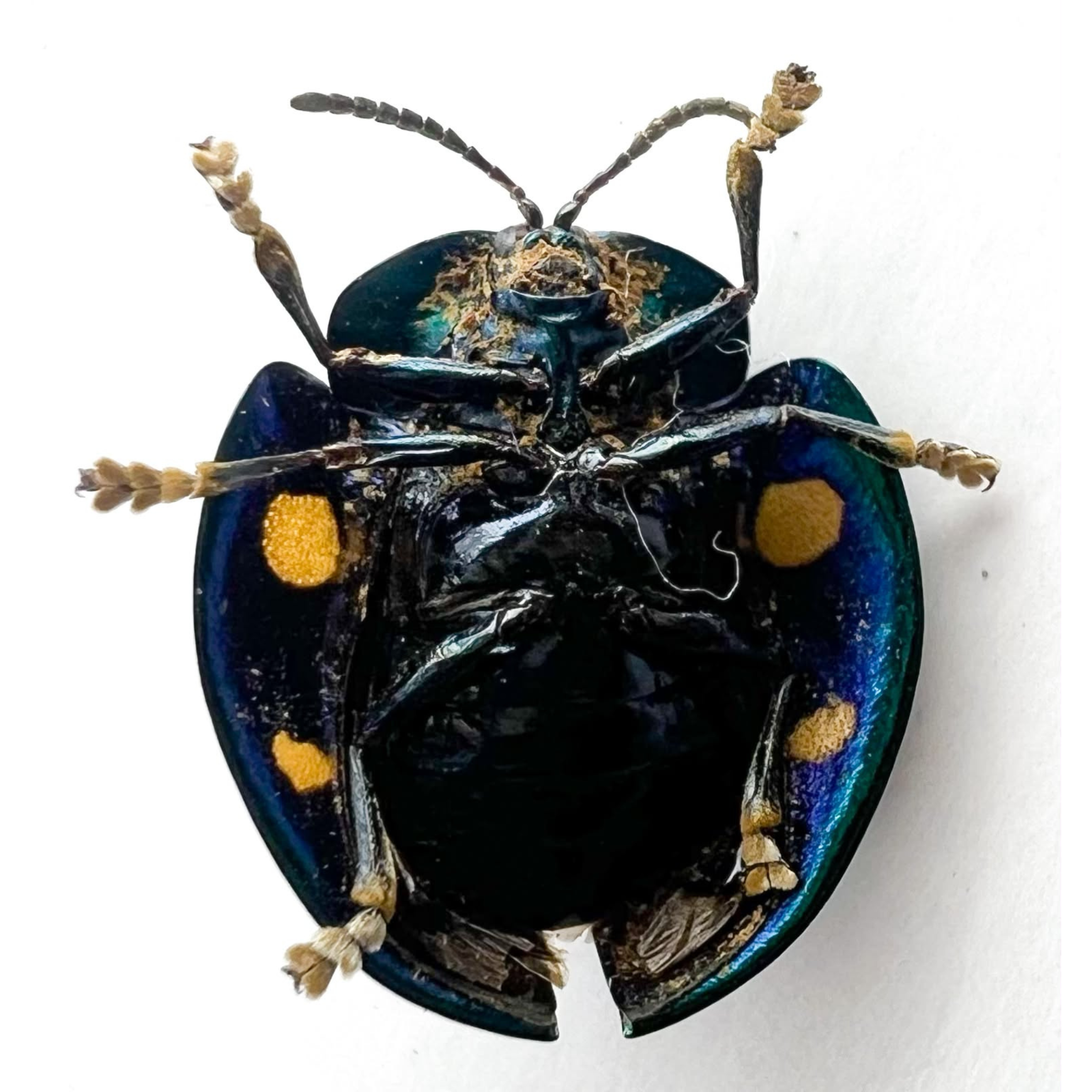 Cassidinae sp? ÓBIDOS