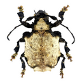 Onychocerus ampliatus
