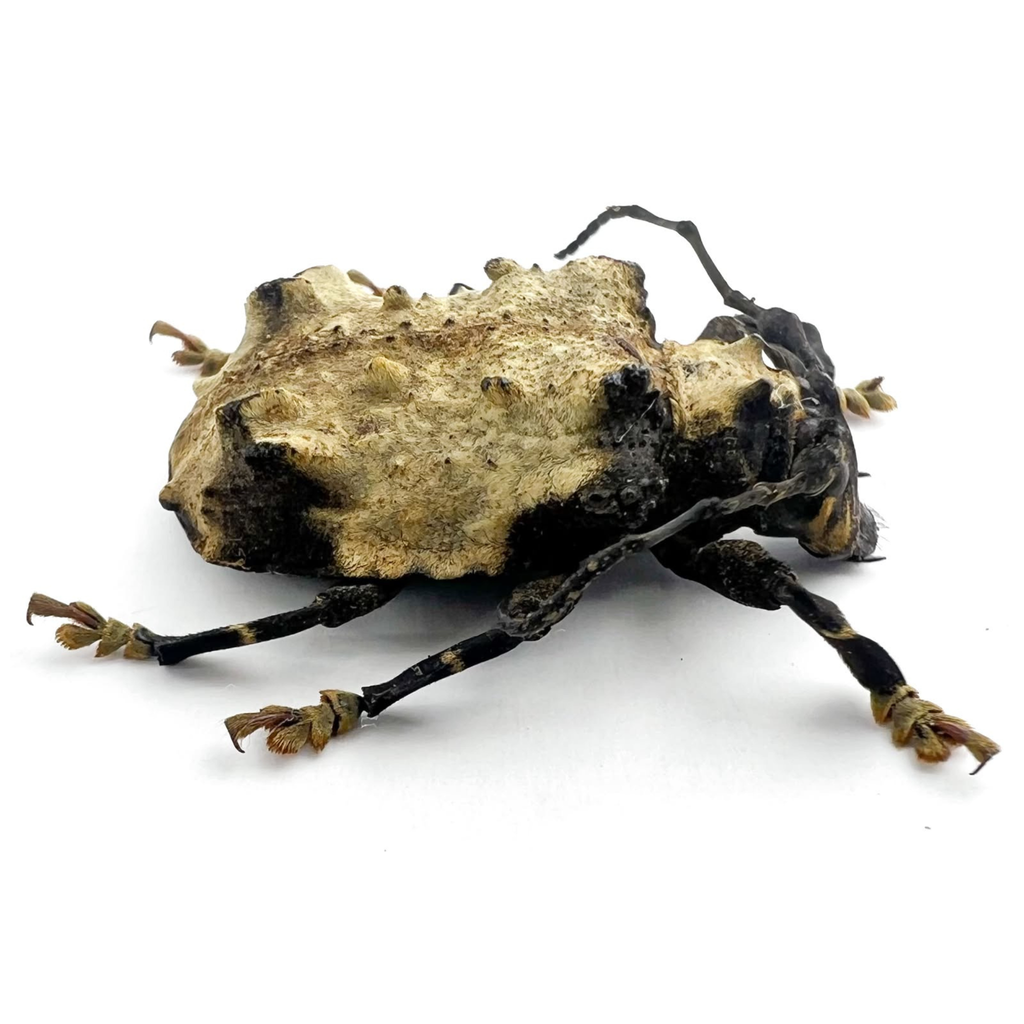 Onychocerus ampliatus