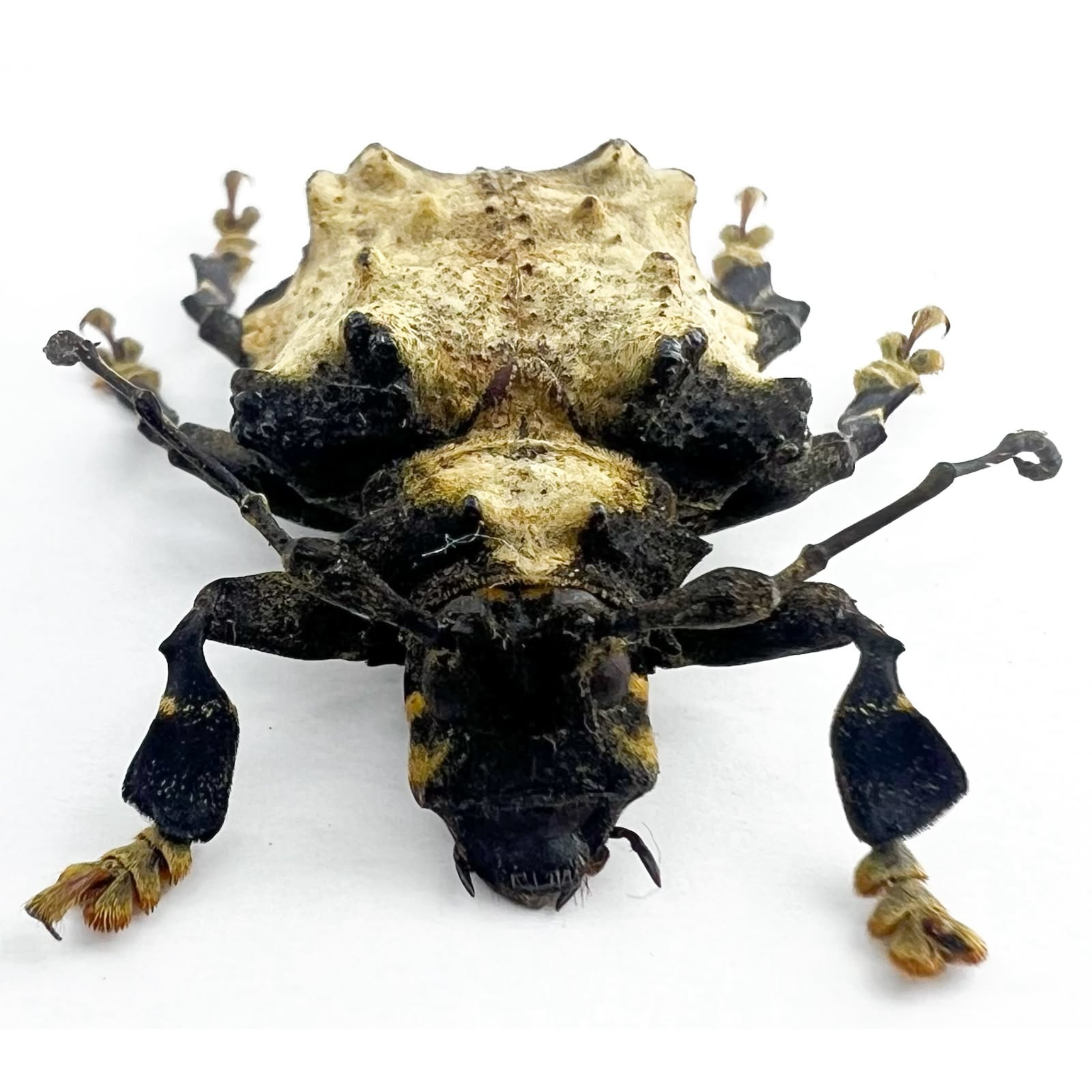 Onychocerus ampliatus