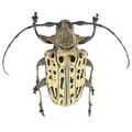 Platysternus hebraeus