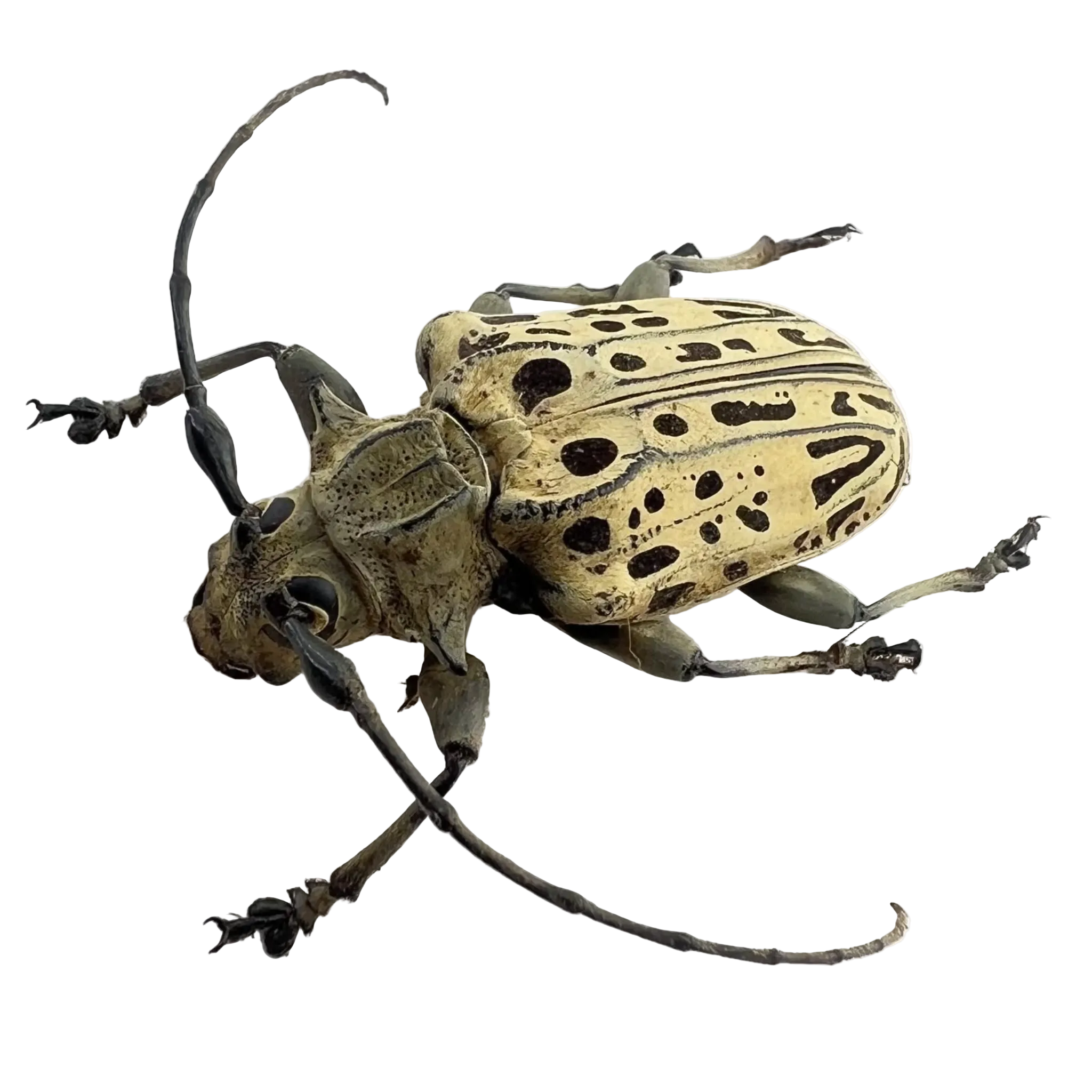 Platysternus hebraeus