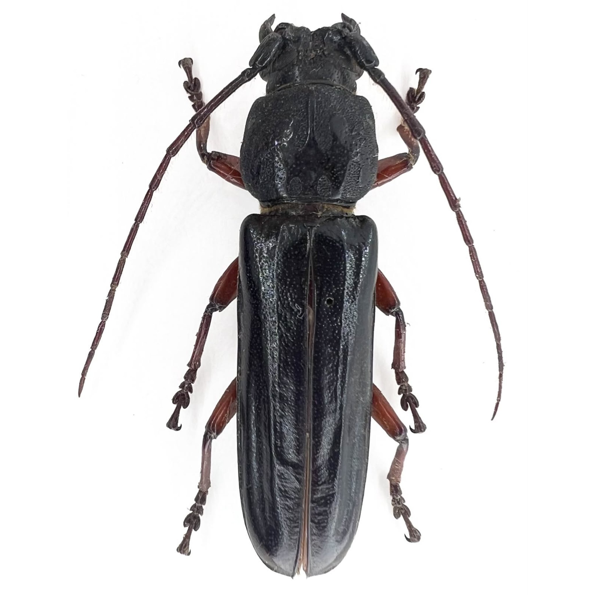 Torneucerus armatus
