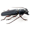 Torneucerus armatus