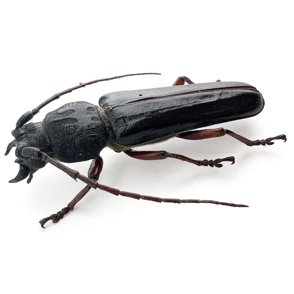 Torneucerus armatus