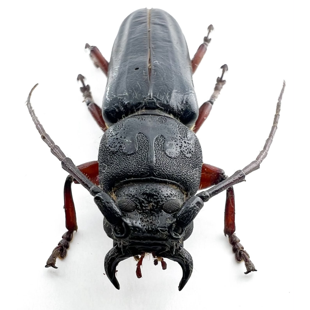 Torneucerus armatus