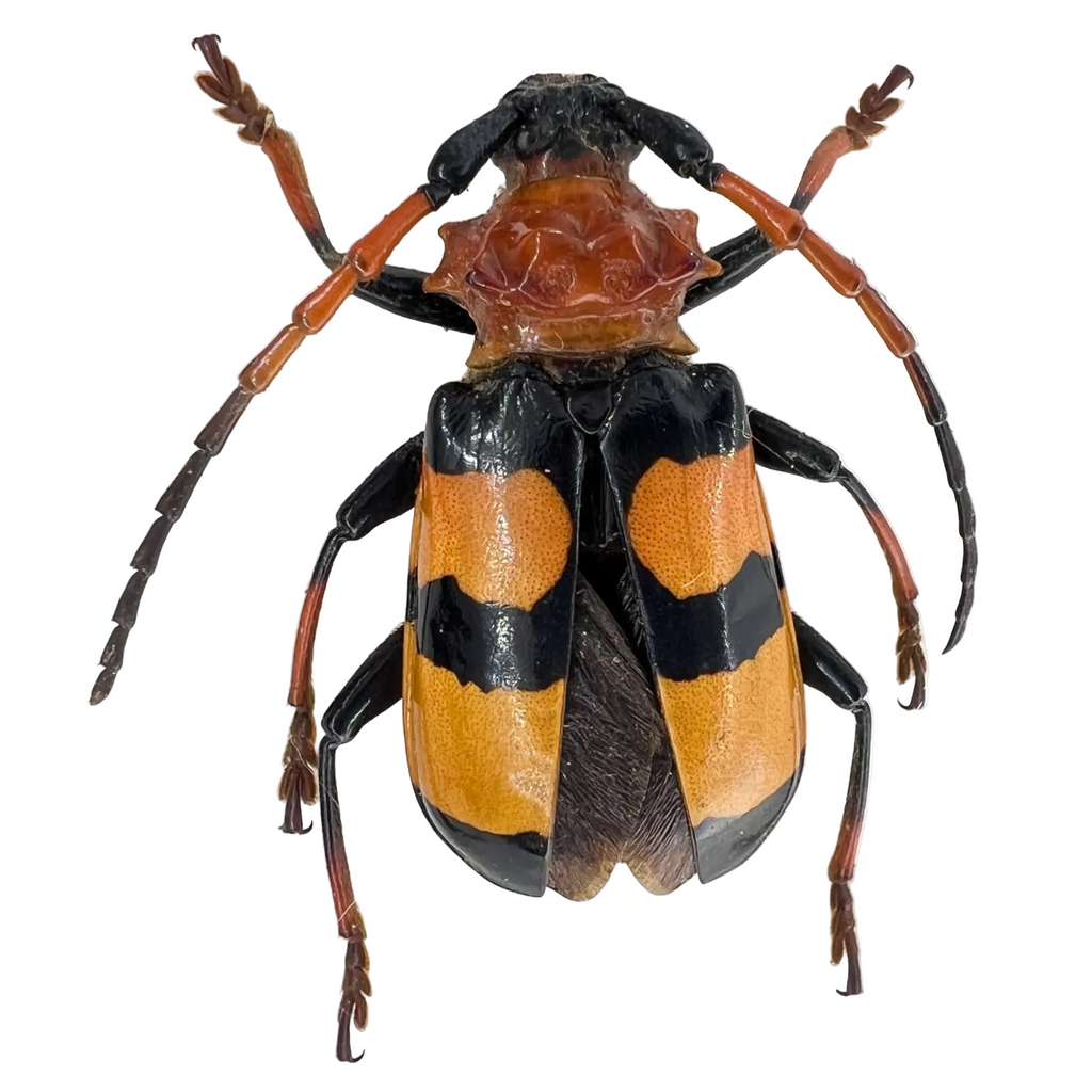 Sternacanthus sp?