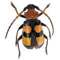 Sternacanthus sp?