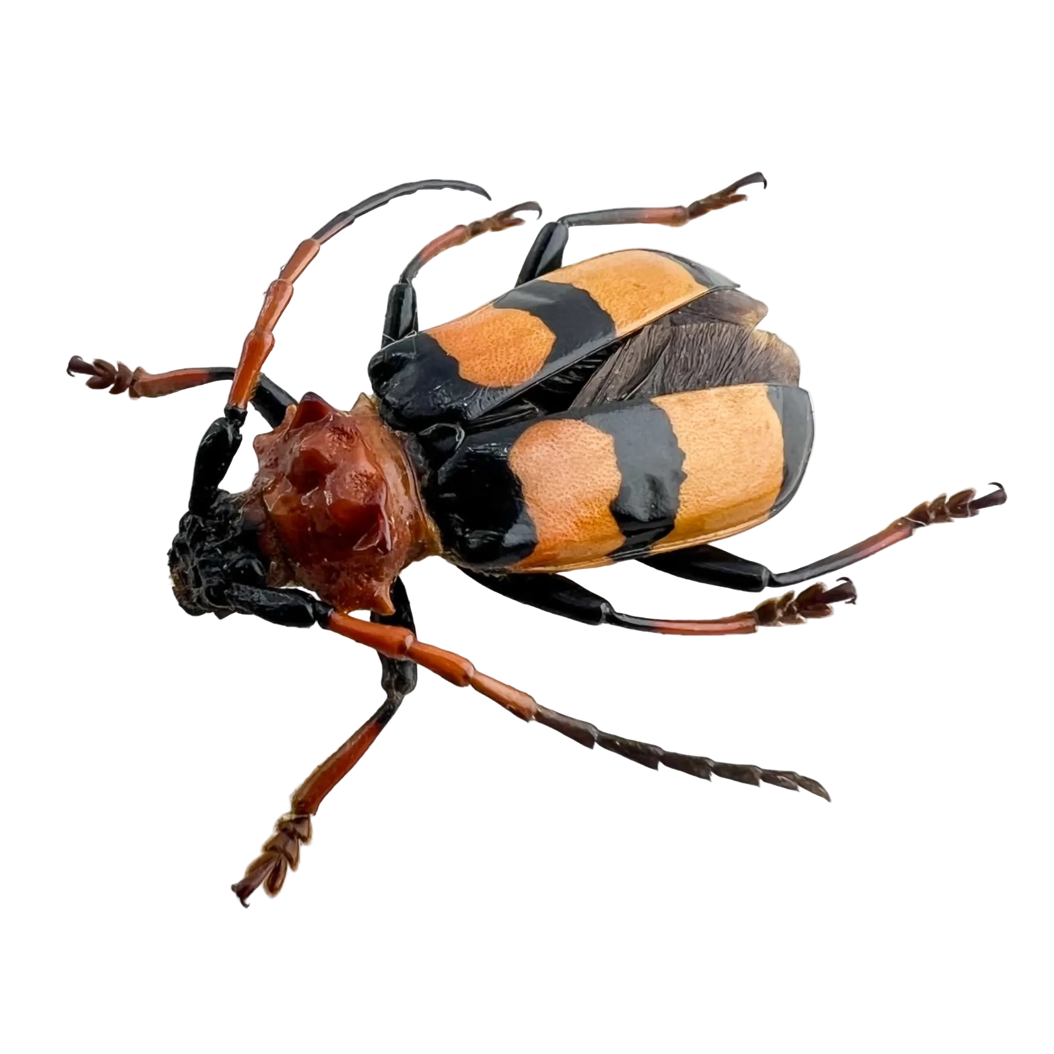 Sternacanthus sp?