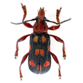 Rhinotragus conformis