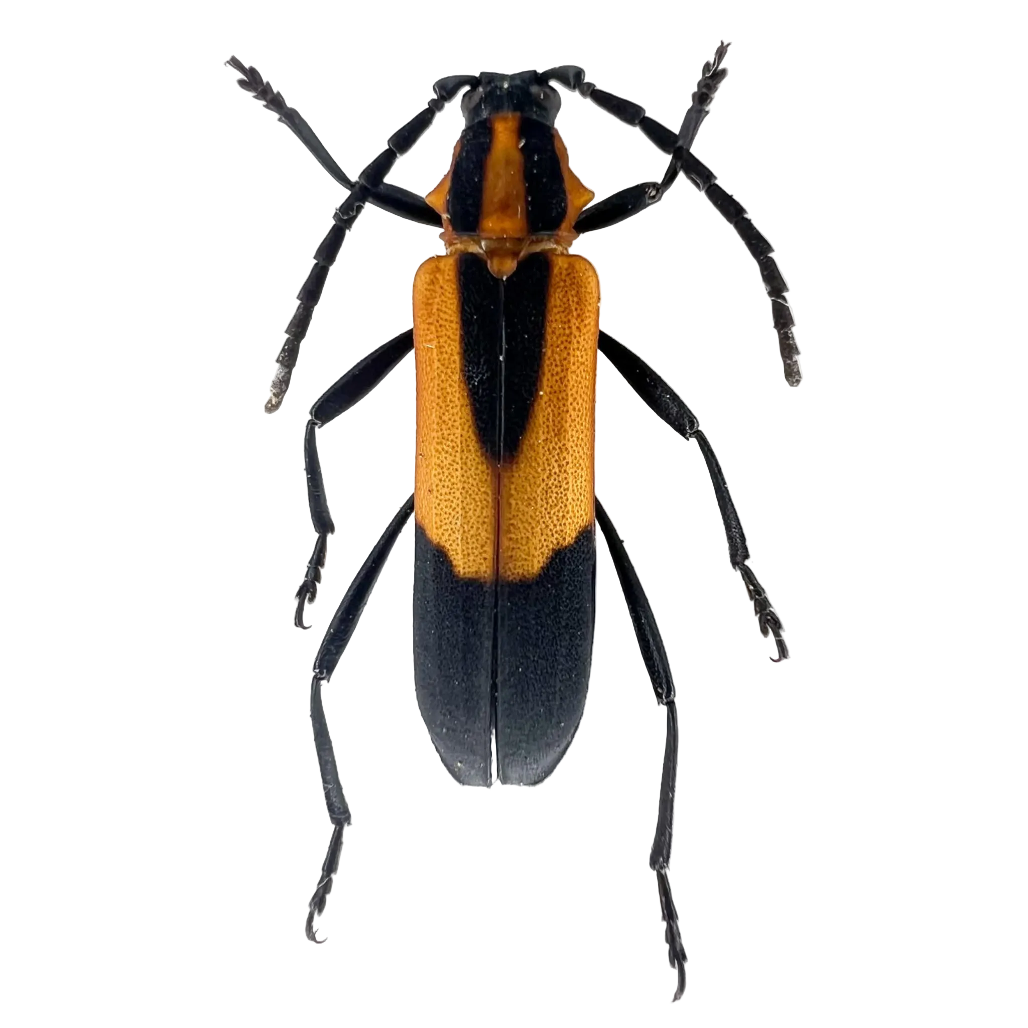 Athetesis prolixa