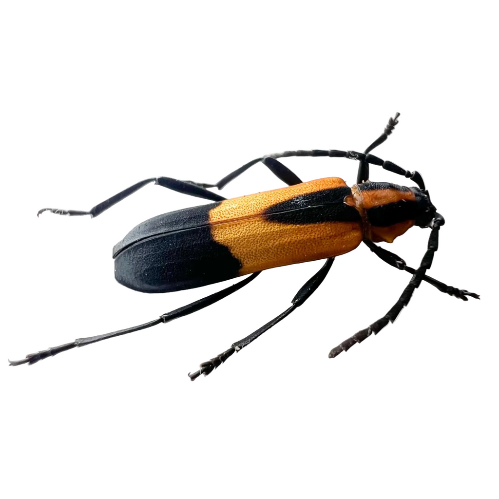 Athetesis prolixa