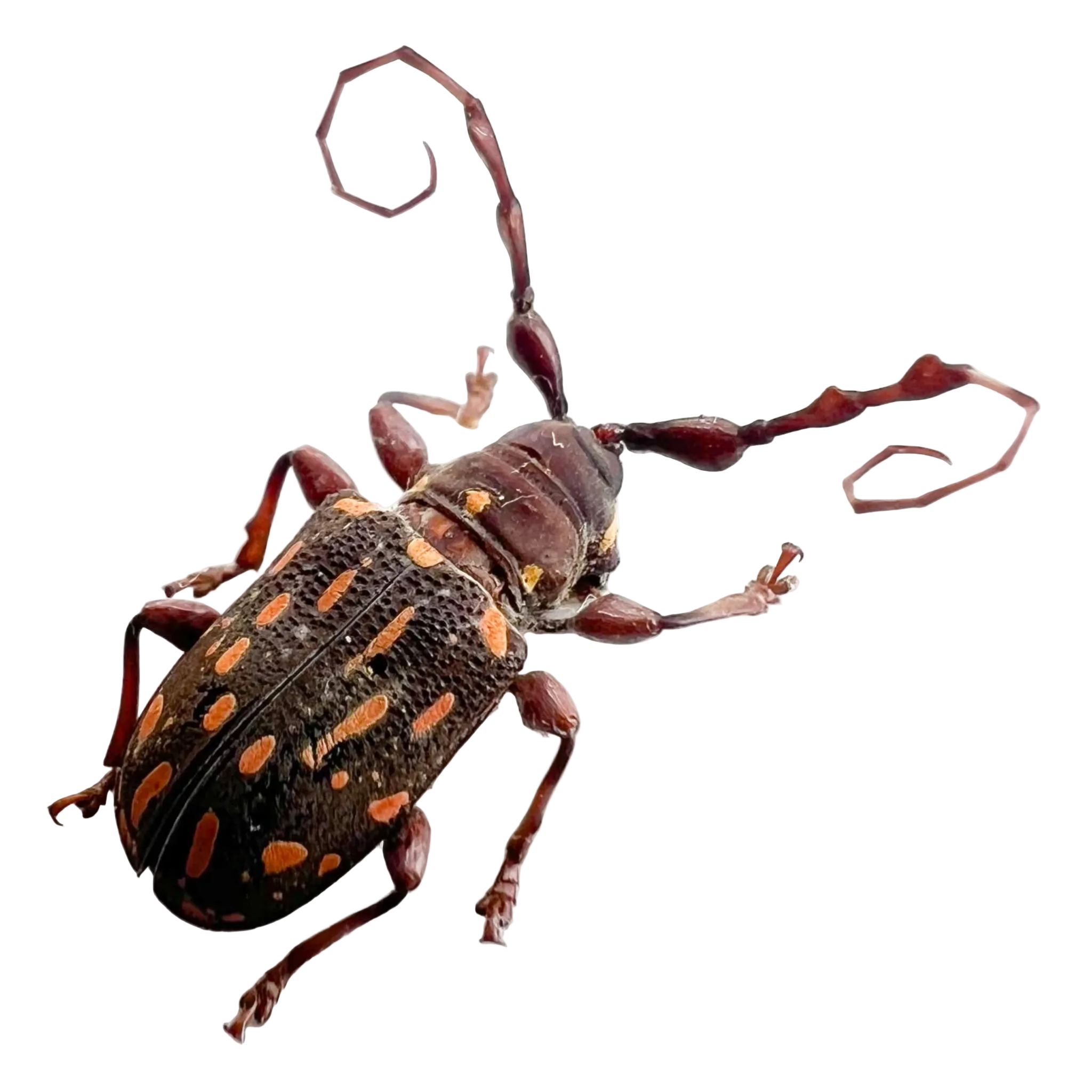 Xylotribus pinacopterus
