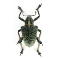 Entimus granulatus/ ÓBIDOS