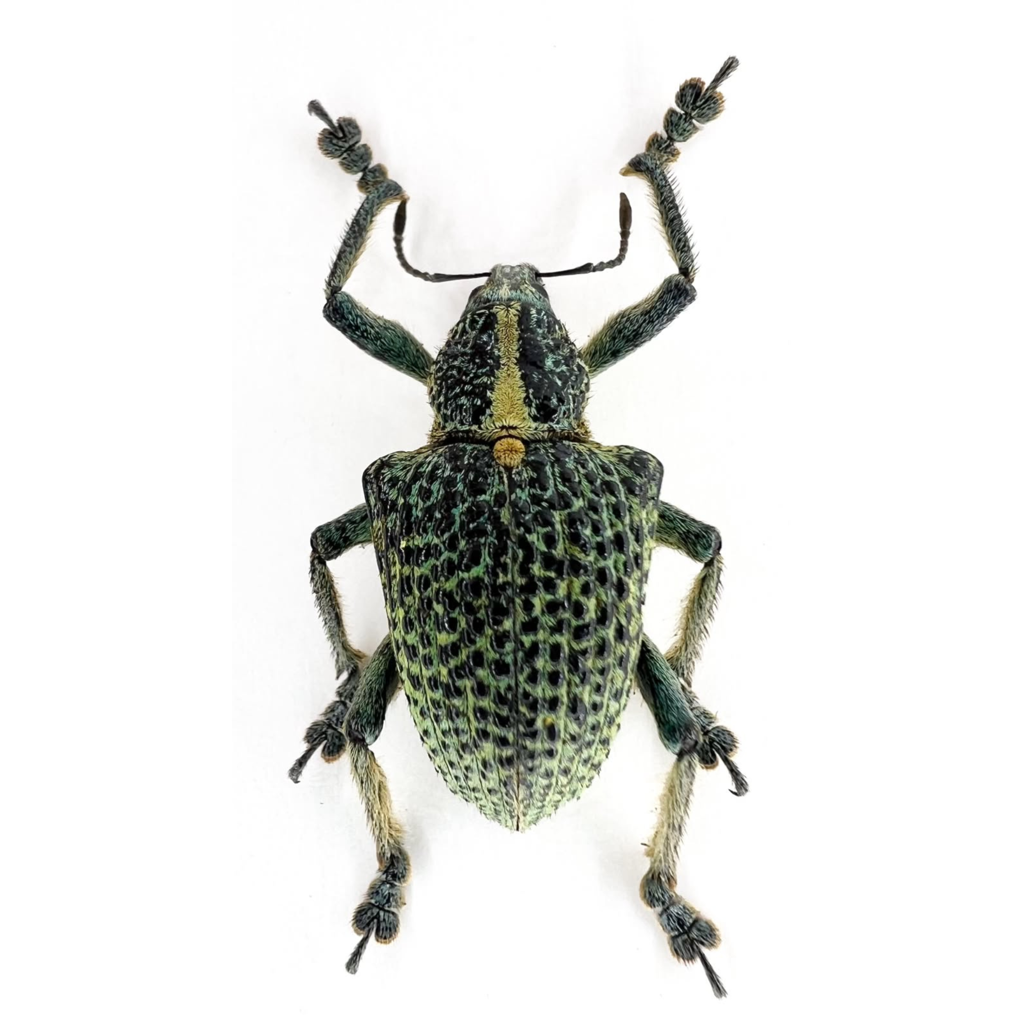 Entimus granulatus/ ÓBIDOS