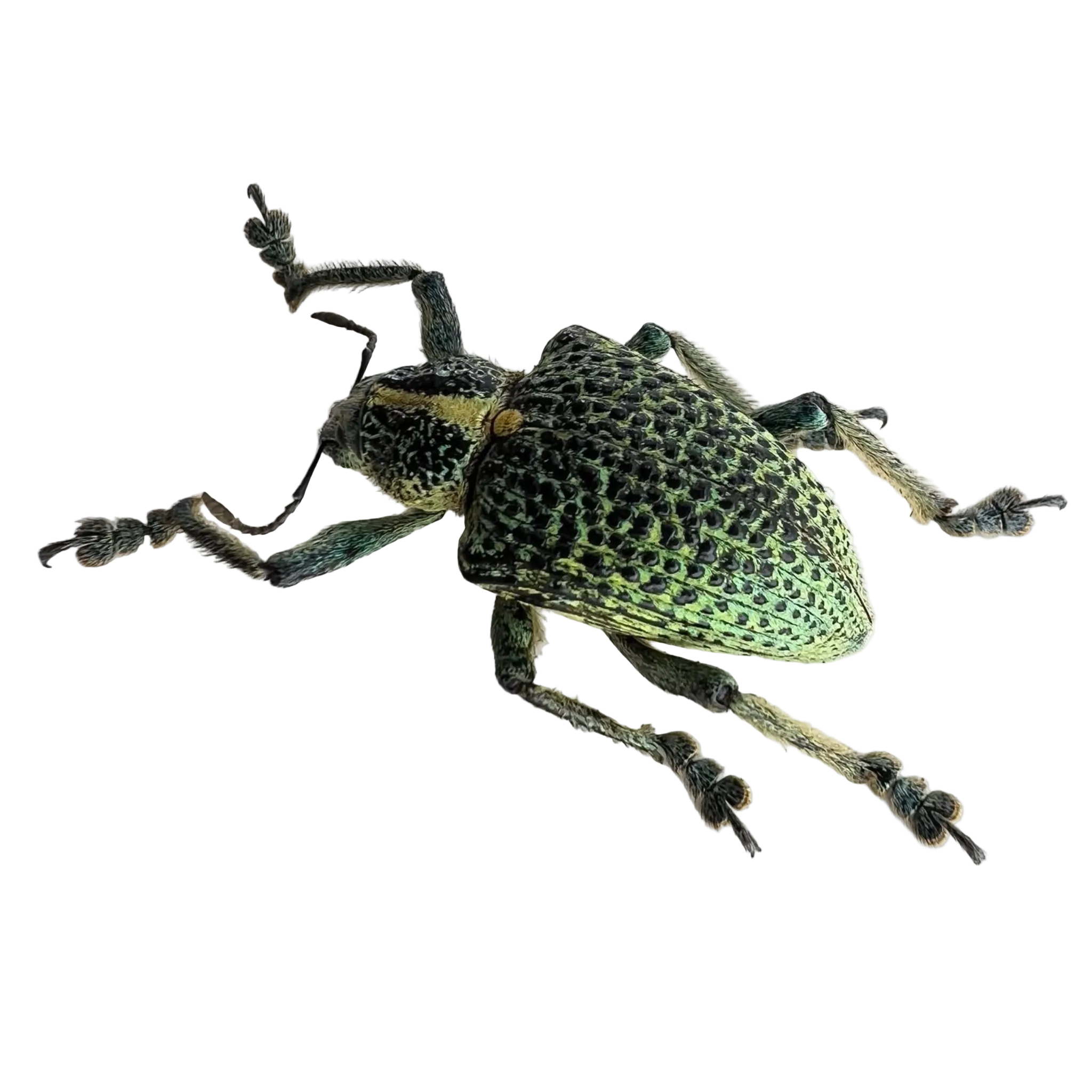 Entimus granulatus/ ÓBIDOS
