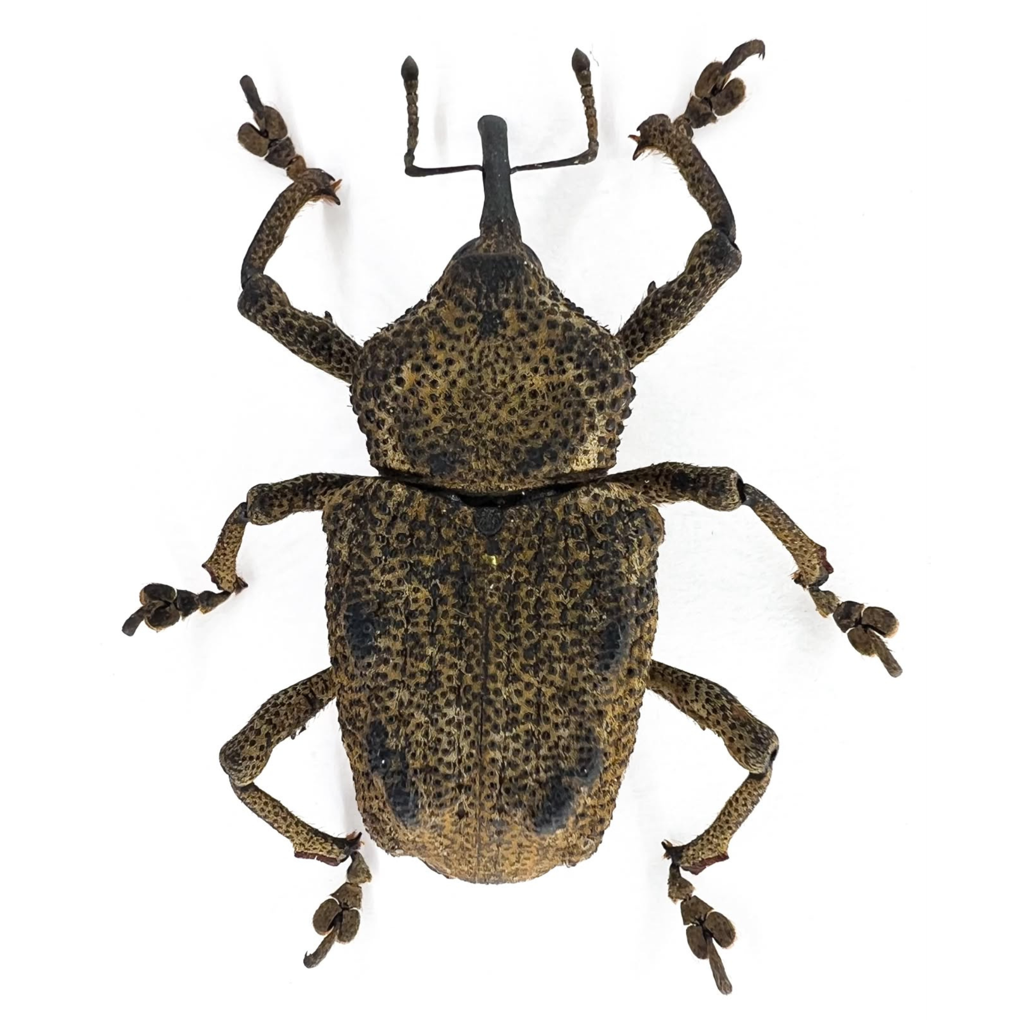 Curculionidae sp?
