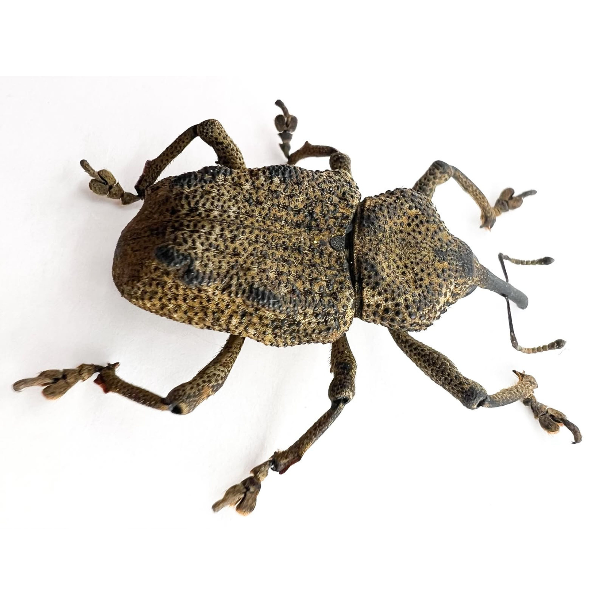 Curculionidae sp?