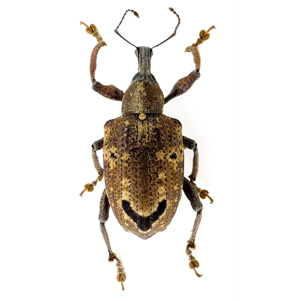 Curculionidae sp?