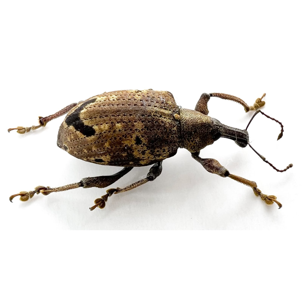 Curculionidae sp?
