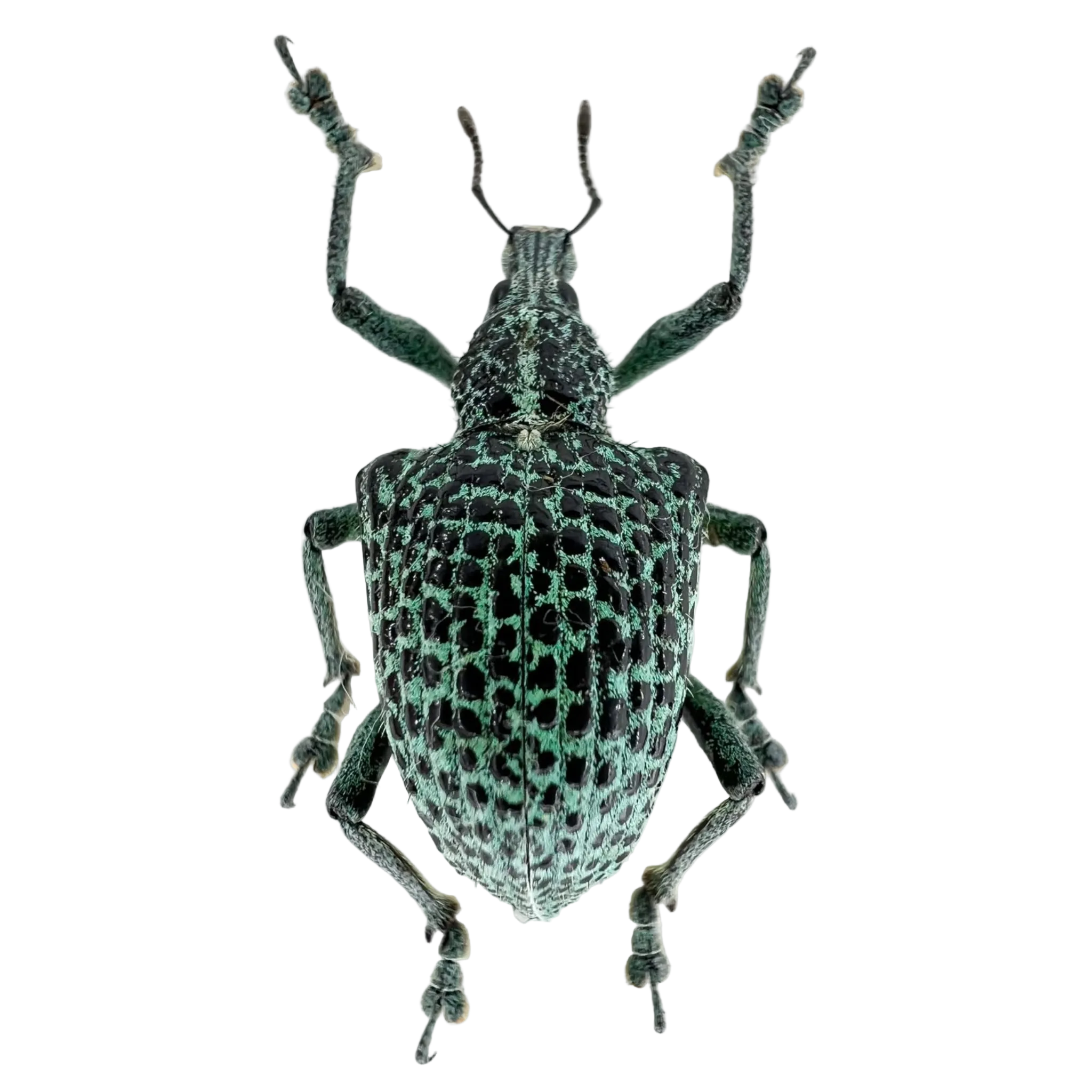 Entimus granulatus
