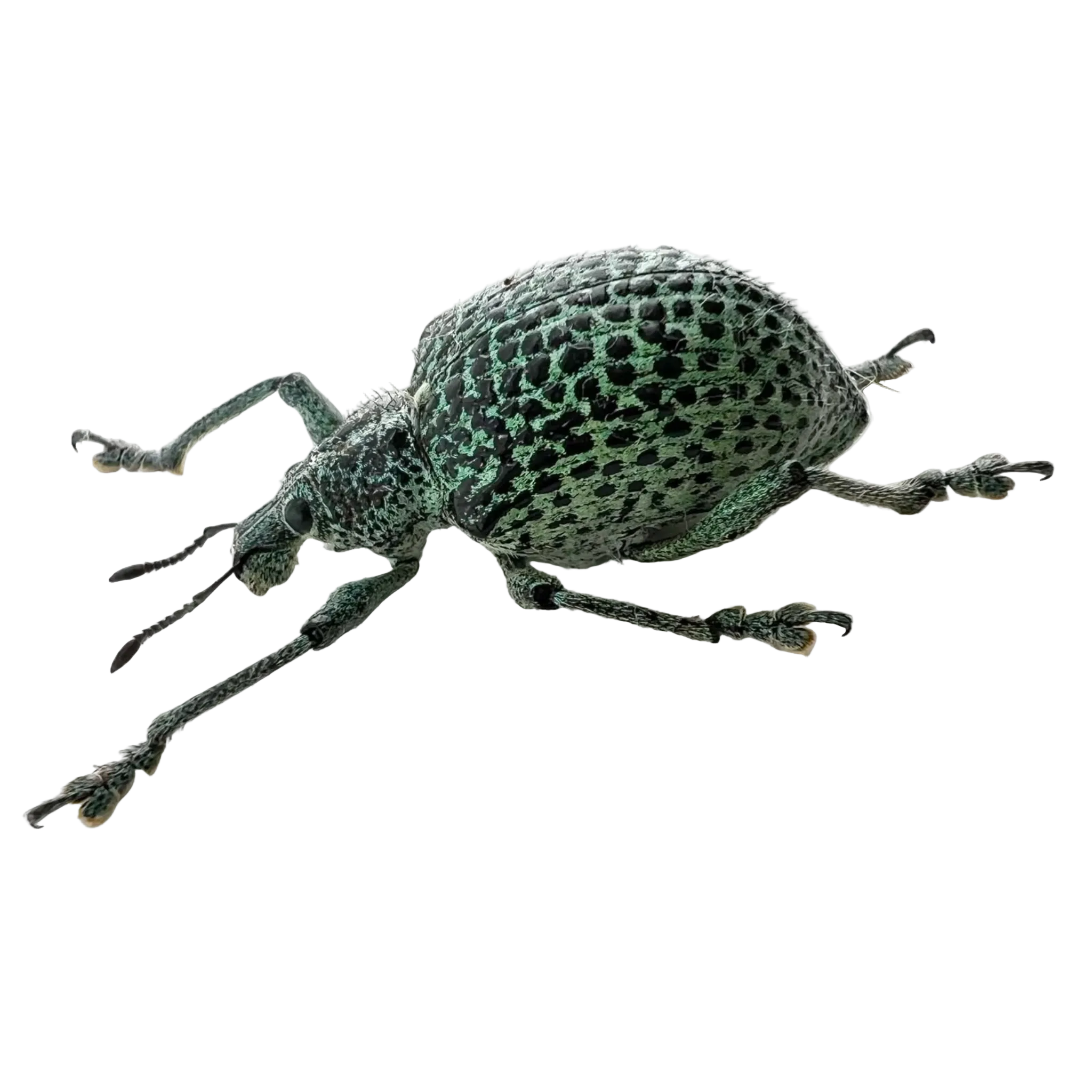 Entimus granulatus