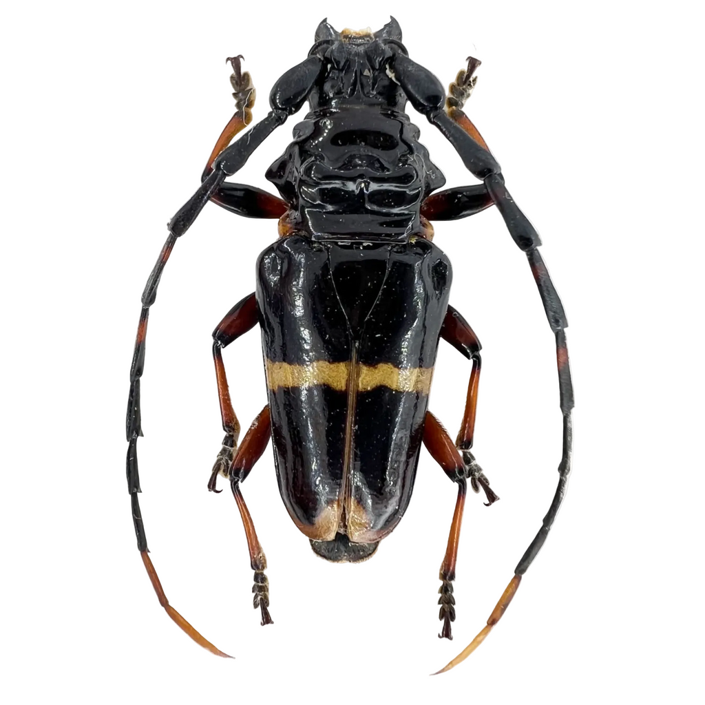 Trachyderes cingulatus