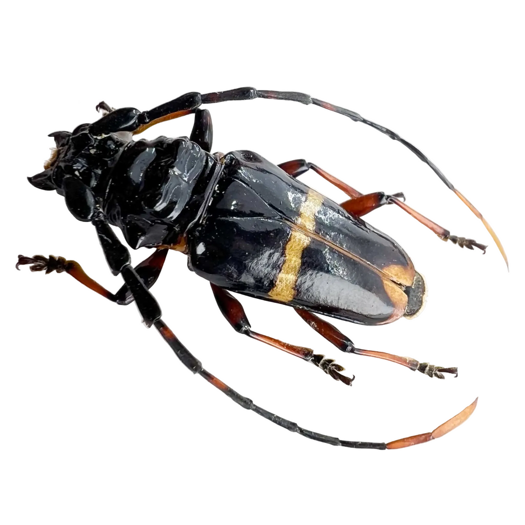 Trachyderes cingulatus