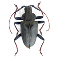 Charmallaspis pulcherrima