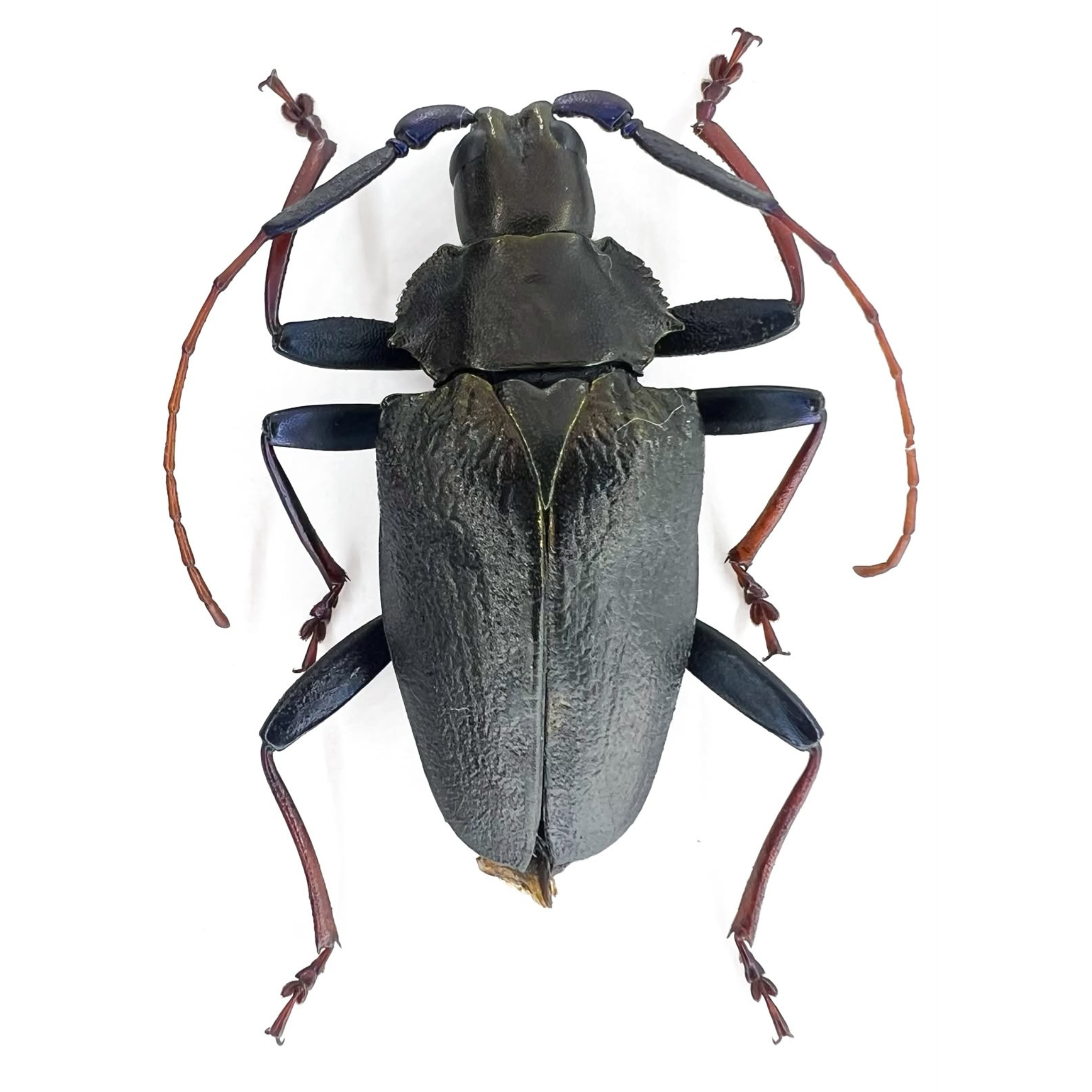 Charmallaspis pulcherrima
