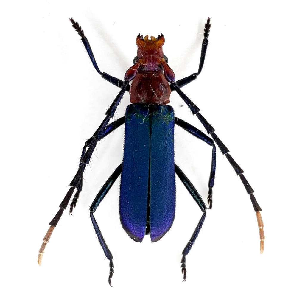 Aglaoschema cyaneum