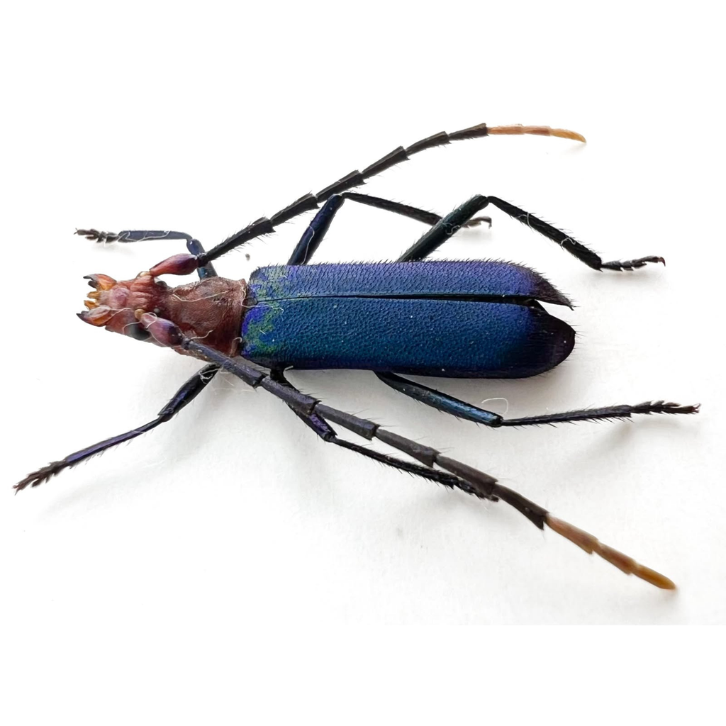 Aglaoschema cyaneum