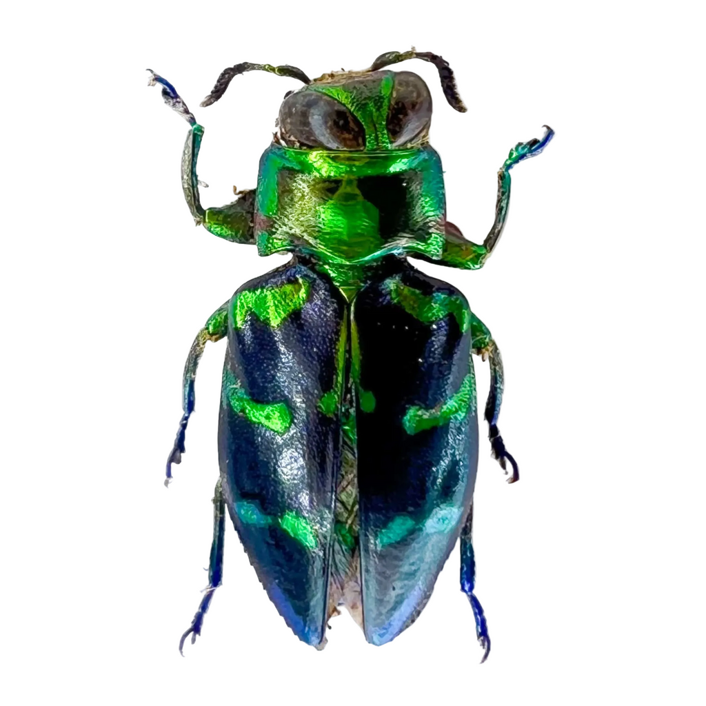 Chrysobothris sp.