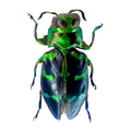 Chrysobothris sp.
