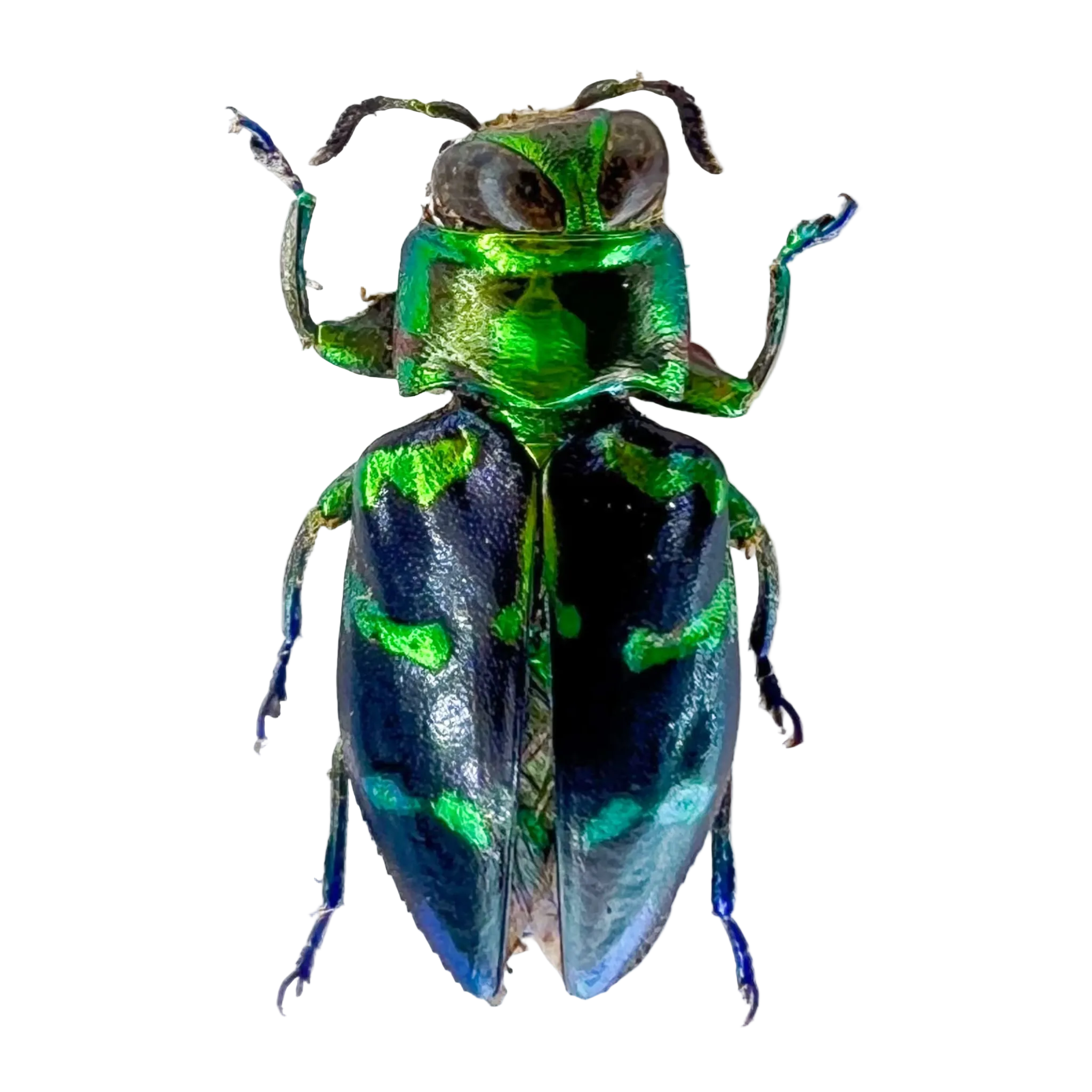 Chrysobothris sp.