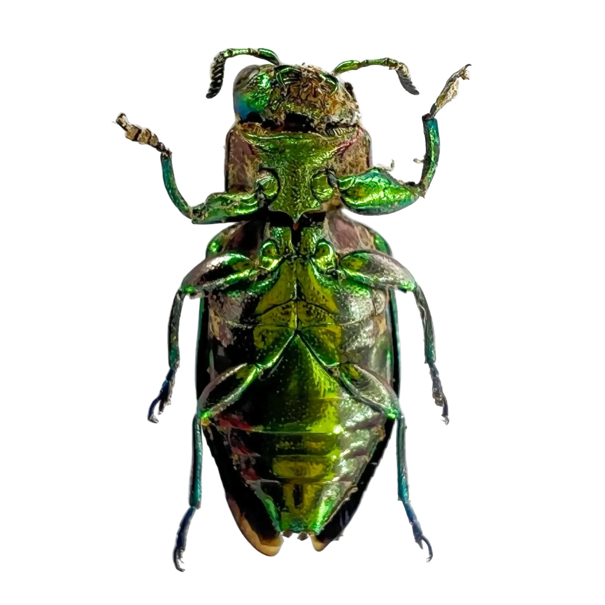 Chrysobothris sp.