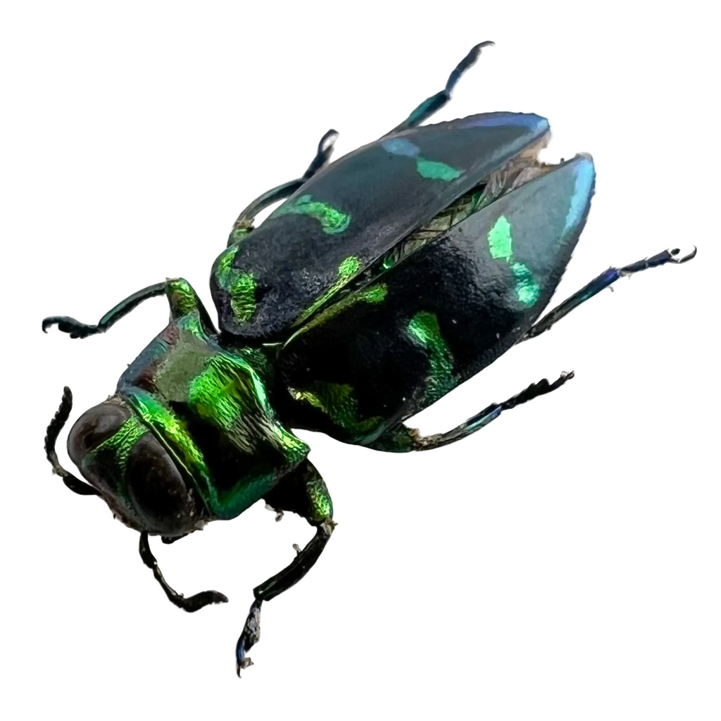 Chrysobothris sp.