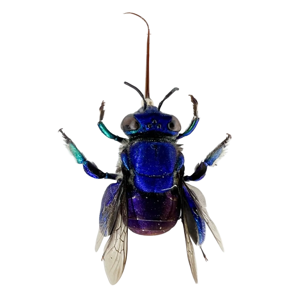 Euglossa sp.