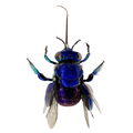 Euglossa sp.