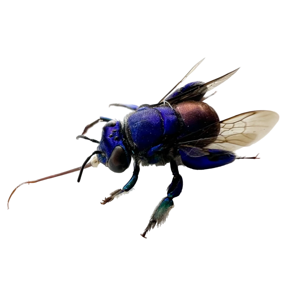 Euglossa sp.